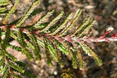 Leaves-of-Heather