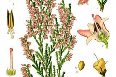Plant-Illustration-of-Heather