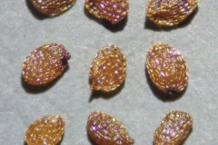Seeds-of-Heather