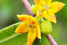 Close-view-of-flower