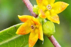 Close-view-of-flower
