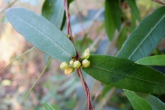 Flower-buds
