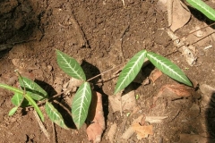 Leaves