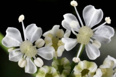 Closer-view-of-flower-of-Hemlock