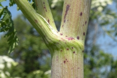 Closer-view-of-stem-of-Hemlock