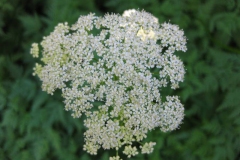 Flowers-of-Hemlock