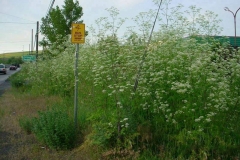 Hemlock-Plant-growing-wild