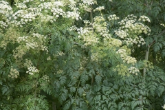 Hemlock-plant