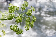 Immature-seed-pods-of-Hemlock