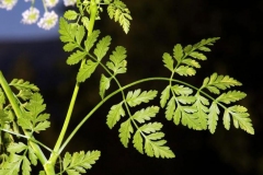 Leaves-of-Hemlock