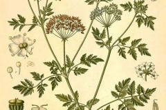 Plant-illustration-of-Hemlock