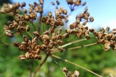 Seeds-heads-of-Hemlock