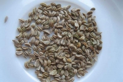 Seeds-of-Hemlock