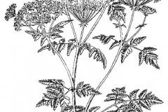 Sketch-of-Hemlock