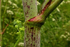 Stem-of-Hemlock