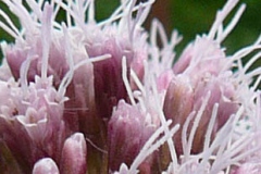 Close-up-of-flower-of-Hemp-Agrimony