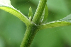 Closer-view-of-stem-of-Hemp-Agrimony