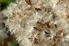 Feathery-fruit-Pappus-of-Hemp-Agrimony