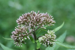 Flowering-Buds-of-Hemp-Agrimony