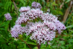Flowers-of-Hemp-Agrimony