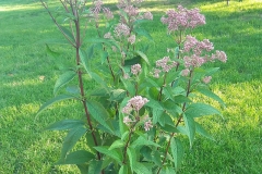 Hemp-Agrimony-Plant