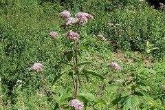 Hemp-Agrimony-plant-growing-wild