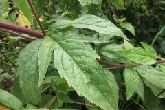 Leaves-of-Hemp-Agrimony