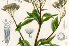 Plant-Illustration-of-Hemp-Agrimony