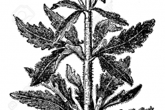 Sketch-of-Hemp-Agrimony
