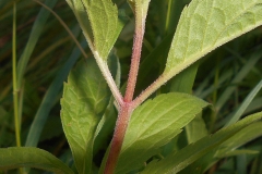 Stem-of-Hemp-Agrimony