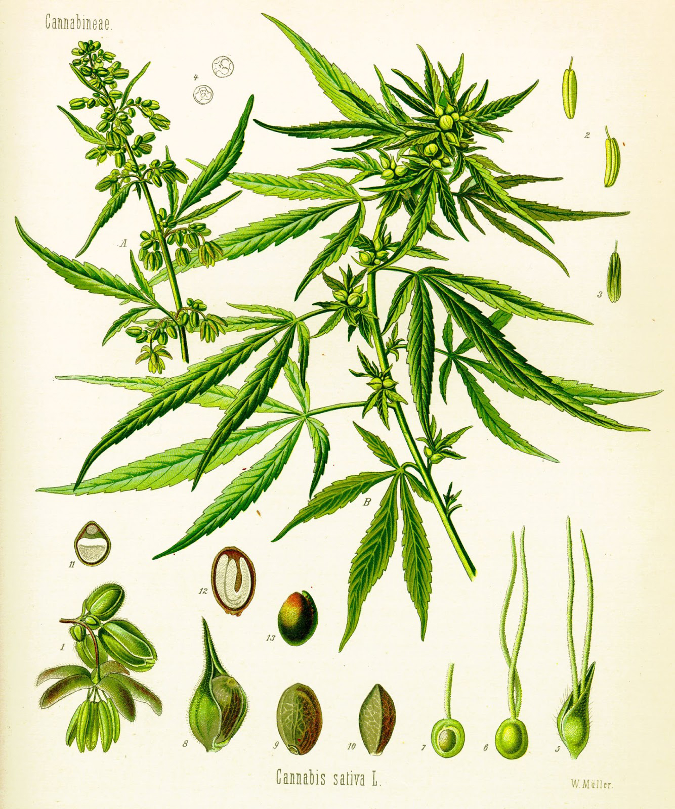 Plant-illustration-of-Hemp