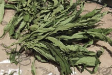 Dried-leaves-of-Hemp