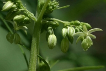 Flower-bud-of-Hemp