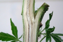 Half-cut-Hemp-stem