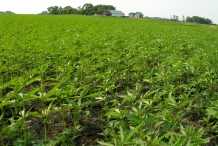 Hemp-farm