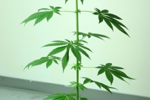 Hemp-plant