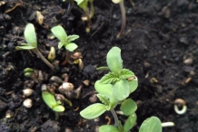 Hemp-seedlings
