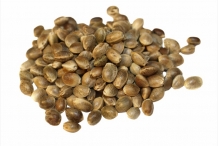 Hemp-seeds
