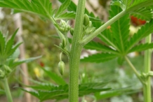 Hemp-stem
