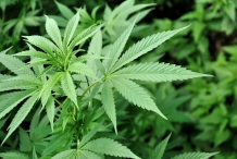 Leaves-of-Hemp-plant