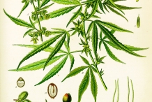 Plant-illustration-of-Hemp