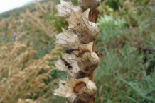 Dried-fruit-of-Henbane