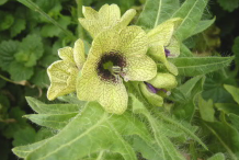 Flower-of-Henbane