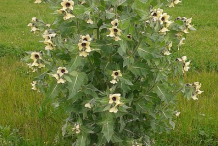 Henbane-Plant