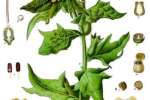 Plant-Illustration-of-Henbane