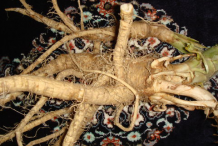 Root-of-Henbane-plant