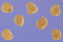Seeds-of-Henbane-plant