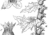 Sketch-of-Henbane-plant