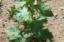 Small-Henbane-plant