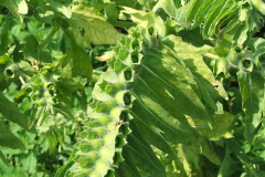 Fruit-of-Henbane